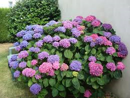 2359811185 la permaculture au jardin mois conseil jardinage permaculture et 233 lectro culture 2359811185 la permaculture au jardin mois conseil jardinage permaculture et 233 lectro culture